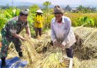Babinsa Panumbangan Panen Raya, TNI-Rakyat Bersinergi Sukseskan Ketahanan Pangan