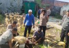 Berbagi di Hari Raya Idul Adha, Polsek Kawali Berkuban 2 Ekor Kambing dan Salurkan Daging Kurban ke Masyarakat