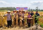 Polres Ciamis Dukung Swasembada Jagung, Kapolres Panen Jagung Kwartal III di Pamarican