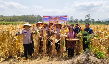 Polres Ciamis Dukung Swasembada Jagung, Kapolres Panen Jagung Kwartal III di Pamarican